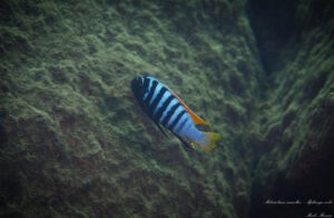 Metriaclima emmiltos 'Mphanga Rocks' Galerie Metriaclima emmiltos 'Mphanga Rocks'